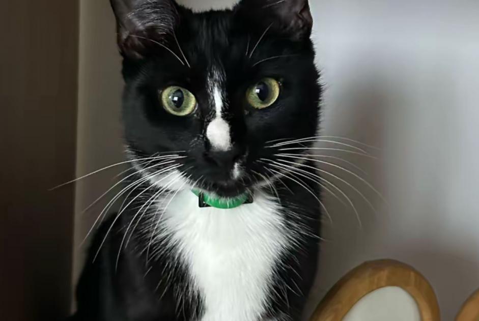 Vermisstmeldung Katze Weiblich , 1 jahre Écouen Frankreich Vermisstmeldung Katze Weiblich , 1 jahre Écouen Frankreich