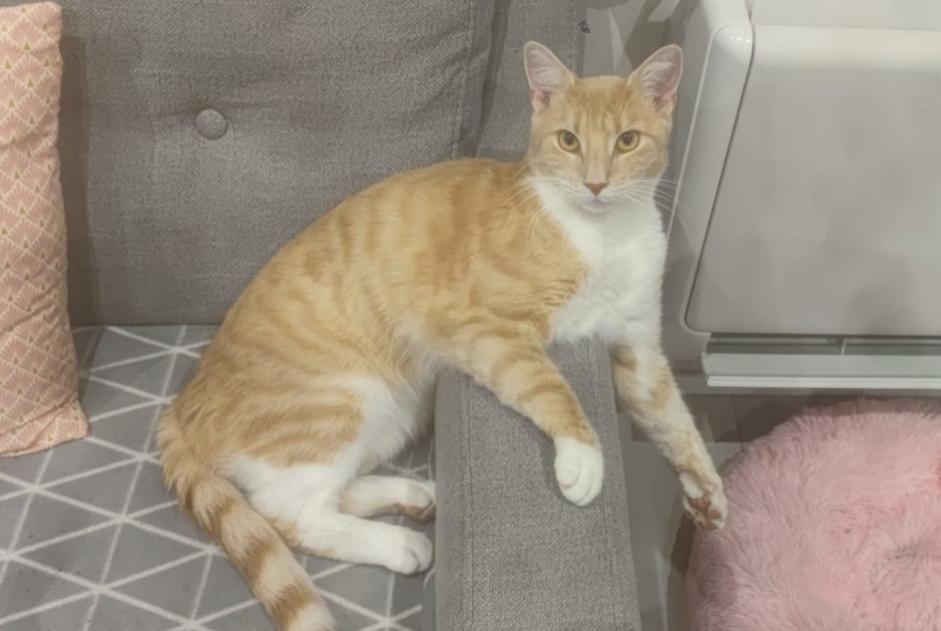 Vermisstmeldung Katze  Männliche , 4 jahre Ermont Frankreich