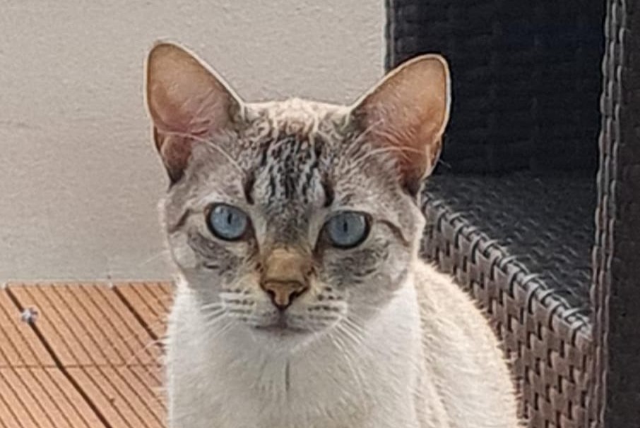 Alerta de Desaparición Gato Macho , 3 años Louvres Francia Alerta de Desaparición Gato Macho , 3 años Louvres Francia