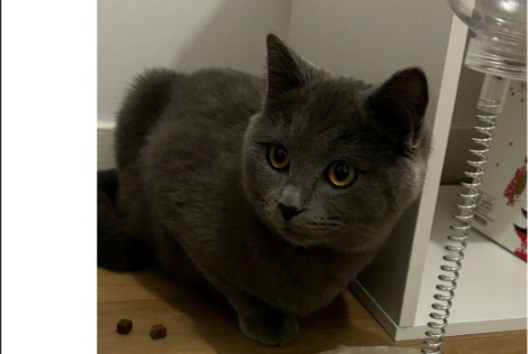 Alerte Disparition Chat  Mâle , 1 ans Argenteuil France
