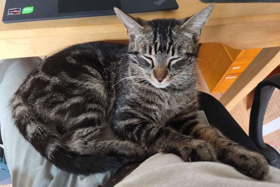 Alerte Disparition Chat Mâle , 1 ans Saint-Ouen-l'Aumône France Alerte Disparition Chat Mâle , 1 ans Saint-Ouen-l'Aumône France