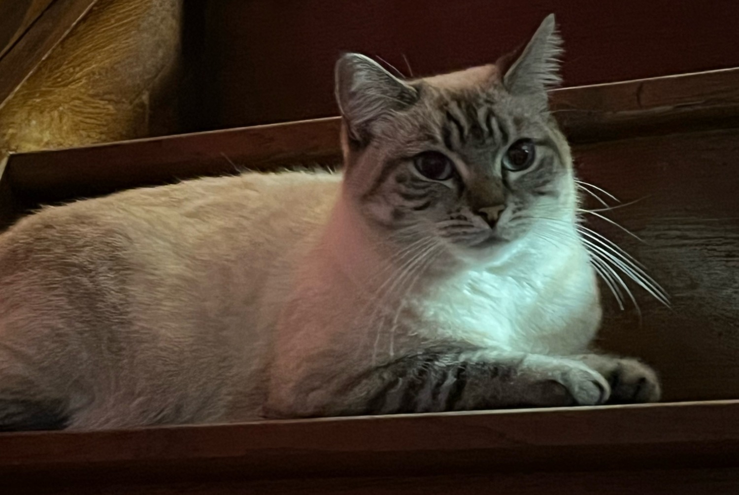 Alerte Disparition Chat Femelle , 4 ans Vauréal France Alerte Disparition Chat Femelle , 4 ans Vauréal France