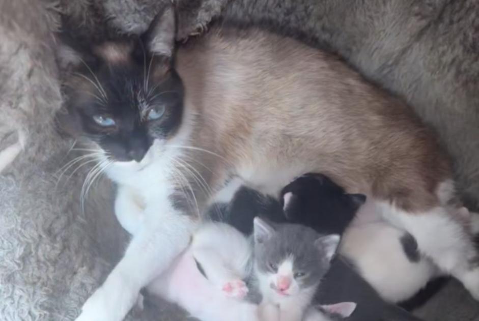 Alerte Disparition Chat Femelle , 3 ans Le Thillay France Alerte Disparition Chat Femelle , 3 ans Le Thillay France