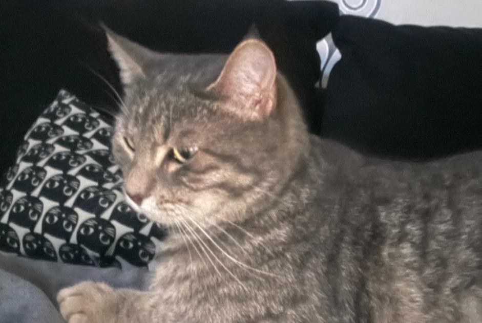 Alerte Disparition Chat Mâle , 2 ans Pierrelaye France Alerte Disparition Chat Mâle , 2 ans Pierrelaye France