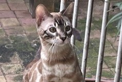 Alerte Disparition Chat Mâle , 2 ans Soisy-sous-Montmorency France Alerte Disparition Chat Mâle , 2 ans Soisy-sous-Montmorency France