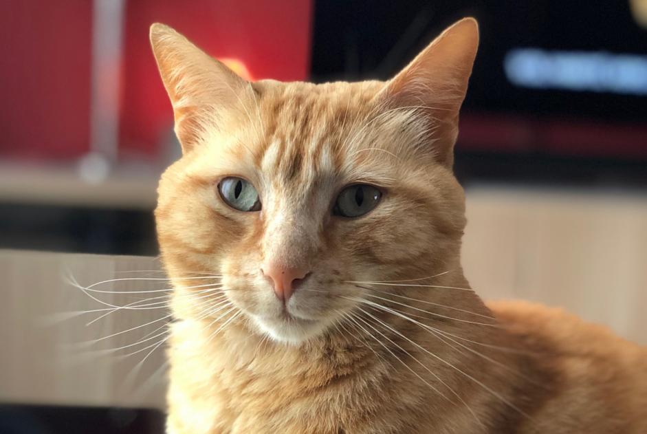 Alerte Disparition Chat Mâle , 4 ans Viarmes France Alerte Disparition Chat Mâle , 4 ans Viarmes France