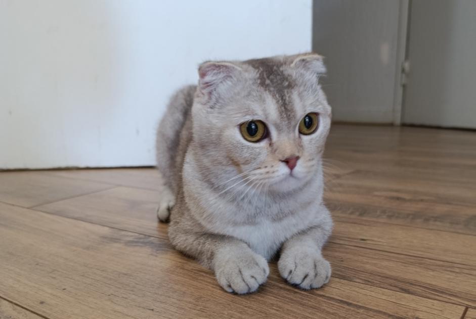 Alerte Découverte Chat  Inconnu Cergy France