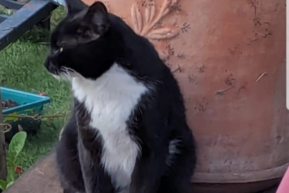 Avviso scomparsa Gatto Maschio , 3 anni Jouy-le-Moutier Francia