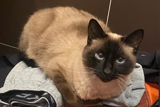 Alerta desaparecimento Gato cruzamento  Fêmea , 9 anos Frépillon France